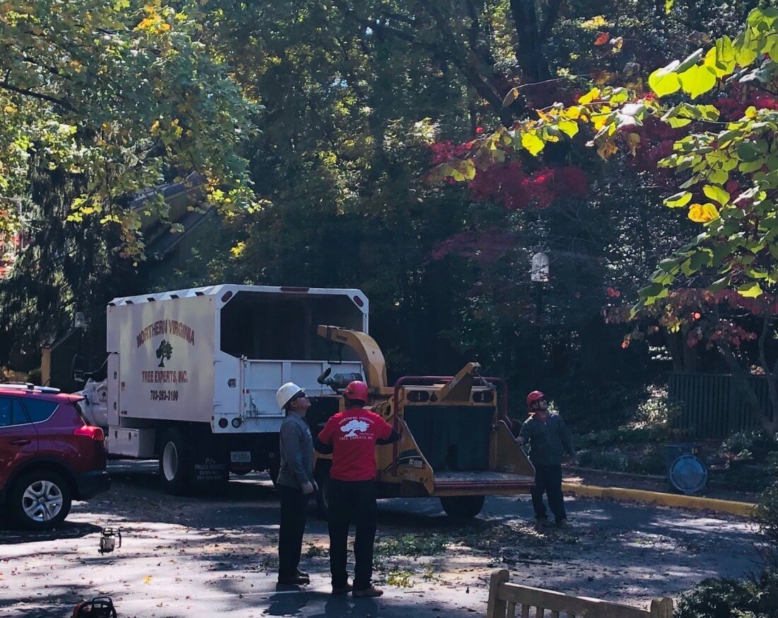 Reliable Tree Removal Services of Northern Virginia Tree Experts in Chantilly, VA
