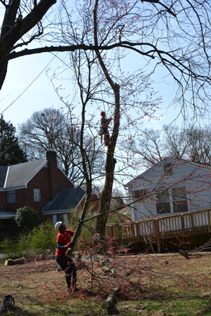 Team of Northern Virginia Tree Experts Conducting Tree Removal Services