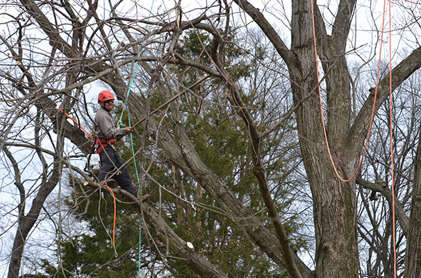 Tree Services - Professional Property Maintenance Inc.