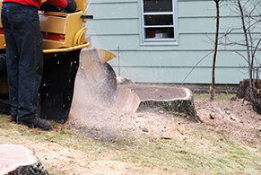 Premier Stump Grinding of Northern Virginia Tree Experts in Chantilly, VA