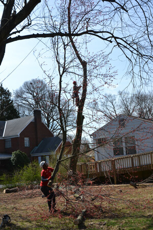 Professional Tree Removal Service in Leesburg, VA 20175